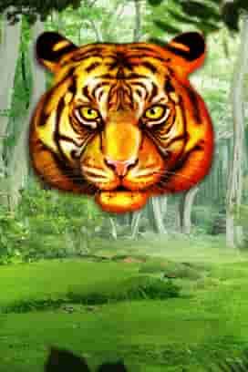 Chinese Tigers