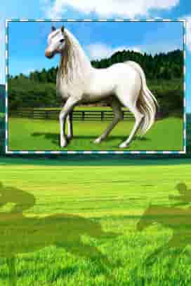 50 Horses