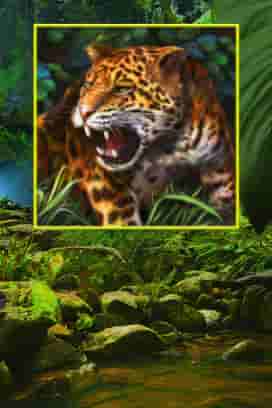 Amazing Amazonia