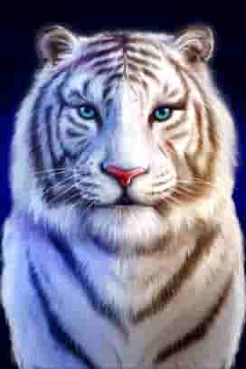 Water Tiger