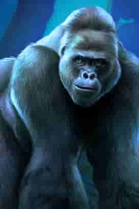 Jungle Gorilla