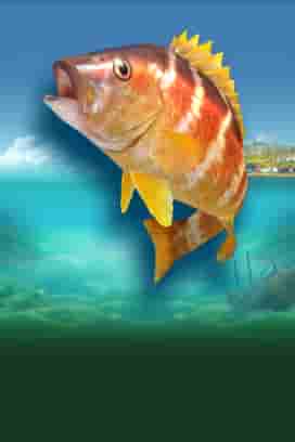 Golden Catch
