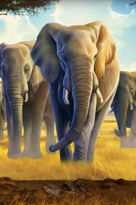 African Elephant