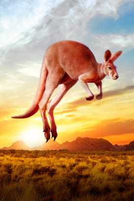 Kangaroo Land